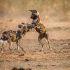 ケニア リカオンと犬ジステンパー