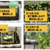 庭で秋野菜 27【ガーデンレタスミックス】