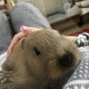 3回目のお迎え記念日