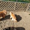 老犬ホームあん｜医療