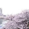 天満橋  大川沿いの桜並木