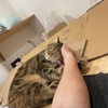 急に甘えん坊になったあんころもち╰(*´︶`*)╯