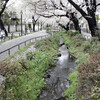 北沢川緑道から烏山川緑道