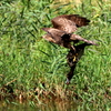 オオタカの飛び去った池にやってきたカワセミ