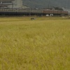 しなの鉄道　雨の日の「急行115系」