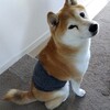 わんこ用腹巻とレンジ湯たんぽカバー