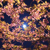 50㎜で見る夜の河津桜