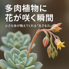 🌸多肉植物に花が咲く瞬間 ― 小さな命が教えてくれる「生きる力」