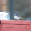 鳥たちとの思い出①