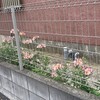 Alstroemeria