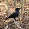 姿勢の良いカラス