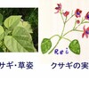 「常山の蛇」（孫子）と食用野草のクサギ