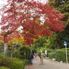 京都紅葉の旅その３　～常寂光寺から京都駅など～