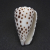 和歌山の貝　ゴマフイモ（Conus pulicarius,1792）