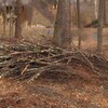 伐採したカラ松、赤松の枝の山！処理が大変！STIHLのチェーンソー！ #薪作り #チェーンソー