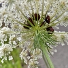 北海道にはびこる外来種ノラニンジンの中には虫がいっぱい！