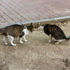 近隣繁華街のねこさん