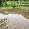 「気持ちいいなぁ」が自然と出てくる川場の田植え