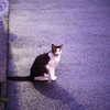 雨上がり猫