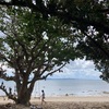 チルいね　ビーチでのんびり　Relax on the beach.