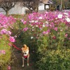 せせらぎの里こうらでピザとドッグランとコスモス畑　～滋賀県甲良町～