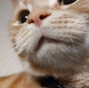 猫とエアコン。