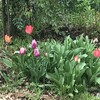 Tulip