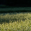 蕎麦の花