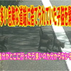 車の多い道端に捨てらわれて必死で泣いて助けを求めていた子猫を保護
