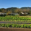 夏野菜の片付けと一回目耕運