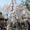 平野神社の桜2020、魁桜が見頃を迎えて満開！！