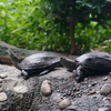 クサガメ Mauremys reevesii