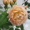 薔薇の木に薔薇の花咲く