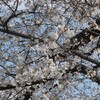 我孫子市白山の桜