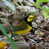 ベリーズ　林の中の Hooded Warbler（フーデッド　ワーブラー） 