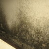 Mold Q&A: Recognizing Mold In Your House