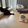 ねこしどう。