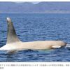 白いシャチ、羅臼沖で発見