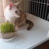 うちのにゃんこと猫草