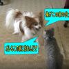 #漁師の休日は#ラッキー＆トラ猫バトル