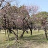 京都御所・梅林 〜 枡形商店街 〜 出雲路橋