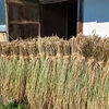 稲刈り　DAY5