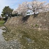 散り際がいい‥動機付けの桜‥