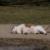 近隣住宅街のねこさん