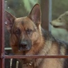 レックス～ウィーン警察シェパード犬刑事～Kommissar REX☆S3-3