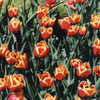 ９６年　キューケンホフ公園チューリップの花　６