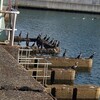 カワウの群れ