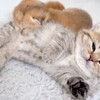 可愛いネコちゃんシリーズー2・・・