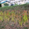 彼岸花、もう少しで咲きます。