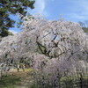 京都　桜の名所巡り　京都御苑　3月31日